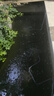 森森錦鯉魚池增氧泵魚缸養(yǎng)魚氧氣泵大氣量增氧機(jī)戶外防雨淋 8W 雙孔 全套配件（適用8立方魚池使用） 曬單實(shí)拍圖