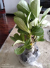沙漠玫瑰盆栽重瓣花卉庭院植物耐旱室內(nèi)四季陽臺盆景懶人好養(yǎng)綠植 沙漠玫瑰【紅富貴】3年老樁+加侖盆 曬單實拍圖
