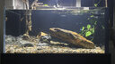 歐寶 魚(yú)缸玻璃生態(tài)水族箱子彈頭家用客廳屏風(fēng)金魚(yú)缸大型可定制 弧門(mén)款 側濾 0.8米長(cháng) 曬單實(shí)拍圖