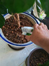 綠海400億球孢白僵菌 茶小綠葉蟬稻縱卷葉螟 微生物殺蟲(chóng)劑 10g 曬單實(shí)拍圖