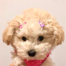 橙央約克夏碎毛BB夾寵物飾品狗狗用品發(fā)夾頭花泰迪西施犬比熊 【10枚】2CM桃心10色 曬單實(shí)拍圖