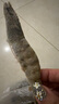 GUO LIAN國聯(lián)生鮮鹽凍大蝦 去冰凈重3斤 73-90只 盒裝活凍 海鮮海產(chǎn)冷凍蝦 曬單實拍圖