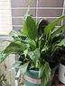 白掌一帆風(fēng)順盆栽植物室內(nèi)花卉綠植水養(yǎng)四季開花新手好養(yǎng)活 白掌1盆（繁星盆） 曬單實拍圖