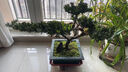 潮裕盆景高端羅漢松造型地景樹室內(nèi)植物庭院迎客松真樹老樁客廳辦公室盆景 老樁羅漢松盆景164 帶盆栽好 曬單實拍圖