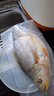 味爾佳 寧德厚切三去大黃魚500g 對(duì)半切 免殺即烹 寧德黃花魚 生鮮魚類 曬單實(shí)拍圖