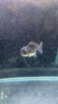備能 日本黃粉魚(yú)藥爛尾爛肉魚(yú)用白點(diǎn)凈水霉病頭洞魚(yú)缸專用殺菌藥劑50g 曬單實(shí)拍圖