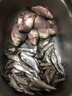 川澤伊豆綁好子線雙鉤成品魚鉤套裝金海夕仕掛鯽鯉魚翹嘴小魚鉤鳊魚鉤 伊豆45cm【鉤2線0.8+鉤3線1.0】 各10付【共20付盒裝】 曬單實拍圖
