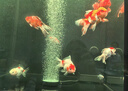 ds迪順魚缸2025新款超白玻璃底濾金魚缸水族箱落地客廳家用魚缸 亮光黑底濾（升級七色變光） 40*40*125cm 缸高70 底濾 曬單實拍圖