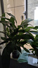 白掌一帆風(fēng)順盆栽植物室內(nèi)花卉綠植水養(yǎng)四季開(kāi)花新手好養(yǎng)活 白掌1盆（繁星盆） 曬單實(shí)拍圖