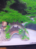 魚(yú)缸造景裝飾橋 微景觀(guān)樹(shù)脂橋龜爬臺水族復古拱橋擺件 魚(yú)缸30CM大號造景橋 曬單實(shí)拍圖