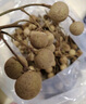 京鮮生 廣東龍眼凈重3斤裝 單果8g+ 帶枝發(fā)貨 生鮮水果 源頭直發(fā)包郵 曬單實拍圖
