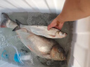 京勝豐博 大號加厚塑料水箱養魚(yú)水產(chǎn)箱工業(yè)儲水箱大容量養殖箱長(cháng)方形儲物箱周轉箱 進(jìn)口料加厚90L（紅色藍色下單備注） 曬單實(shí)拍圖