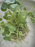銅錢草招財水培植物辦公室桌面盆栽金錢草花卉室內(nèi)水養(yǎng)綠植吸甲醛 混色一盆 不含盆 曬單實拍圖