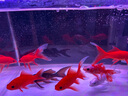 森森（SUNSUN）魚(yú)缸過(guò)濾器壁掛式抽水泵外置小型過(guò)濾桶YBG-400 5W 曬單實(shí)拍圖