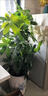 假樹發(fā)財樹仿真植物落地盆栽大型客廳盆景假花塑料花裝飾仿真綠植 0.6米迷你發(fā)財（不含盆） 曬單實拍圖