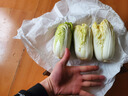 【超市品質(zhì)】新鮮精品娃娃菜現(xiàn)砍現(xiàn)發(fā)小包裝新鮮蔬菜生鮮產(chǎn)地直發(fā) 新鮮娃娃菜1*(3棵)*1包 曬單實拍圖