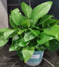 綠有意綠蘿盆栽室內(nèi)植物花卉綠植水培長(zhǎng)藤垂吊大葉綠籮新房家用吸除甲醛 120原盆儲(chǔ)水綠蘿10盆+壺+10肥 帶盆帶土發(fā)貨 曬單實(shí)拍圖