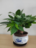 花翁室內辦公盆景綠植盆栽 A級大盆三桿發(fā)財樹（荷韻陶瓷盆）源頭直發(fā) 曬單實拍圖