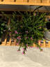 滿天星盆栽室內(nèi)陽臺(tái)庭院好養(yǎng)花卉植物盆栽四季開花不斷帶花苞發(fā)貨 大葉-滿天星【1盆】加侖盆 曬單實(shí)拍圖