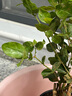茉莉花苗盆栽帶花苞九里香老樁花卉植物室內(nèi)濃香四季開花好養(yǎng) 大份茉莉花【4-6顆】花苞飽滿 曬單實拍圖