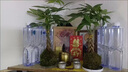 新型造型發(fā)財樹盆栽盆景奇趣獨特室內(nèi)植物室內(nèi)辦公室好養(yǎng)植物 奇趣辮子發(fā)財樹苔蘚球+塑料底座 曬單實拍圖
