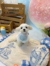 【純種】馬爾濟斯犬幼犬韓版小體寵物小狗狗韓系活體幼崽小型犬 寵物級 【更多幼犬】聯(lián)系客服挑選 曬單實拍圖