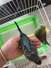 喜帥 鳥籠X103 鸚鵡籠子虎皮牡丹觀賞籠玄鳳文鳥大空間家用養(yǎng)殖鳥籠子 曬單實拍圖