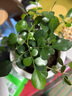 特價(jià)懶人水培綠植九里香綠蘿文竹室內(nèi)易養(yǎng)凈化空氣花卉盆栽 九里香5顆【不含盆】土培水培皆可10-15cm 曬單實(shí)拍圖