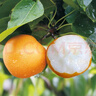 京地達(dá)山東秋月梨凈重5斤單果400g+新鮮生鮮水果 脆甜梨子 源頭直發(fā)包郵 曬單實(shí)拍圖