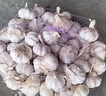 2025年新干蒜農家土蒜批發(fā)價(jià)大蒜正宗杞縣紫白皮大蒜特大蔬菜大蒜 原產(chǎn)地農家土蒜特大果【5-6】 5斤【帶箱】 曬單實(shí)拍圖