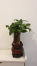 發(fā)財(cái)樹盆栽室內(nèi)植物客廳吸甲醛好養(yǎng)小盆景四季常青辦公室花卉綠植 3桿發(fā)財(cái)樹+高端財(cái)字盆+肥料【高20-25cm】 曬單實(shí)拍圖