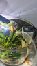森森 小鯉魚(yú)缸過(guò)濾器凈水循環(huán)三合一內置水族箱過(guò)濾系統XQP-500F 6W 曬單實(shí)拍圖