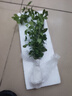 佰花錦水培植物室內(nèi)花卉綠植盆栽辦公室四季常青好養(yǎng)活桌面盆景懶人首選 水培小玻璃瓶+九里香+圓形底座 整體高度約10-20cm/不同植物高度不同 曬單實(shí)拍圖