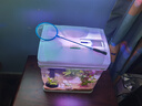 長銳小魚缸小型桌面客廳家用玻璃免換水迷你 CR230+水蘭青竹景（真水草） 曬單實(shí)拍圖