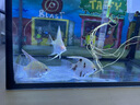 神仙魚(yú)燕魚(yú)小型熱帶魚(yú)活體秘魯熊貓神仙紅頭三色白神仙七彩神仙魚(yú) 2-3cm神仙魚(yú)隨機品種2條 曬單實(shí)拍圖