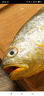 深海野游大黃魚1條(500-600g) 曬單實拍圖