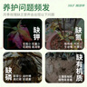 施可豐月季玫瑰專用肥料復(fù)合肥花肥黑斑氮磷鉀三元老樁薔薇爬藤水溶 曬單實拍圖