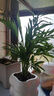 佰花錦辦公桌面綠植盆栽發(fā)財(cái)樹室內(nèi)客廳奶油風(fēng)網(wǎng)紅盆景精致美觀四季好養(yǎng) 袖珍椰子+PVC白泡泡盆 整體高度約15-25cm 曬單實(shí)拍圖