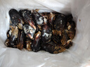 柒島海捕大青口貝鮮活特大海虹淡菜新鮮冷凍海鮮貽貝青口貝水產(chǎn) 7斤(凈重)  鮮活海鮮會吐水 曬單實(shí)拍圖