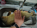 老鬼（OLDGHOST）魚(yú)餌大師紅蟲(chóng)小肽拉200g 3包裝野釣鯽鯉草鳊魚(yú)湖庫釣魚(yú)餌料 曬單實(shí)拍圖