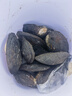 江浸月珍珠蚌自己開(kāi)鮮活活體養殖自己開(kāi)特大珍珠蚌殼蚌苗大河蚌多珠蚌 10個(gè)送3個(gè) 以開(kāi)出為準 曬單實(shí)拍圖