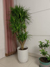 花財主大型盆栽綠植 檸檬樹(shù)鴨腳木發(fā)財樹(shù)天堂鳥(niǎo)綠植室內客廳大盆栽 多頭龍血樹(shù)1.3-1.5米【鉆石盆 含盆 曬單實(shí)拍圖