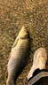 小早川小早川品牌釣魚竿純進(jìn)口碳素綜合魚竿超輕硬臺(tái)釣竿手桿十大 5.4m 曬單實(shí)拍圖