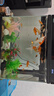觀賞魚草金魚苗養(yǎng)不死金魚小活魚小寵物好養(yǎng)耐活養(yǎng)不死的金魚包活 吉祥如意-5到7cm草金20條 年年有余 財運亨通】隨機送魚食 曬單實拍圖