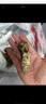 土地母親計劃 雅江松茸菌未開傘新鮮松茸鮮菌菇冷鏈空運現貨快至24H達團購送禮 出口標準未開傘 6-8cm 凈重500g 曬單實拍圖