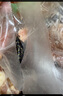 精氣神 國(guó)產(chǎn)無(wú)抗山黑豬肉餡750g 冷凍 約70%瘦肉餡 包子餡餃子餡肉丸子 曬單實(shí)拍圖