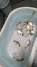川澤無(wú)結(jié)快鎖線組成品主線組套裝日本進(jìn)口魚(yú)線主線強(qiáng)拉力綁好競(jìng)技線組 4.5m【4卷裝】+收納盒剪刀 1.2號(hào) 曬單實(shí)拍圖