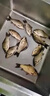 鯽魚(yú)餌料野釣專(zhuān)用第一名主攻大板鯽黑坑散炮四季濃腥香釣魚(yú)餌料 1包裝【野釣鯽魚(yú)餌料】 曬單實(shí)拍圖