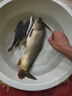 西部風(fēng)打窩料800克野釣餌料顆粒魚餌草魚鯉魚窩料  雜糧 曬單實(shí)拍圖