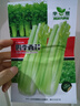芹菜種子四季西芹玻璃翠實(shí)芹菜種籽皇后西芹種子籽蔬菜種子孑大全 四季大肉西芹種子一包1000粒 曬單實(shí)拍圖